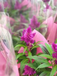 Close-up of pink flowering plant