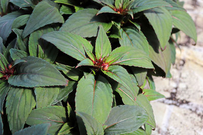 High angle view of insect on plant