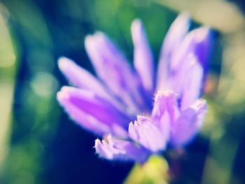 Close-up of purple flower