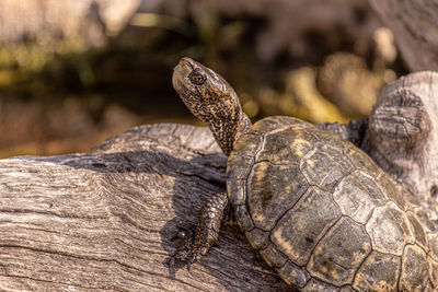 Close-up of turtle on wood