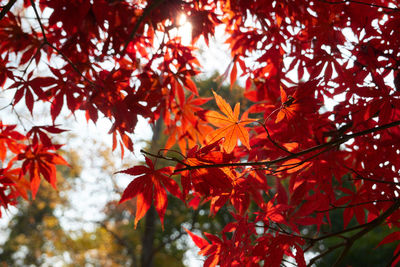 Close-up of maple leaves on tree