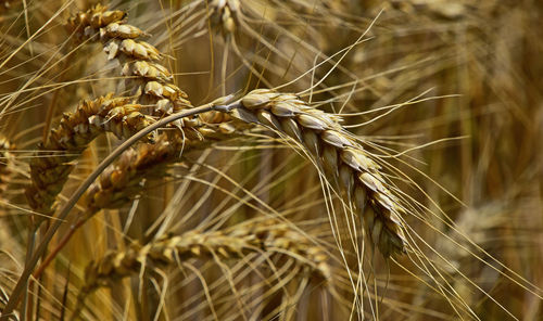 Close-up of wheat field