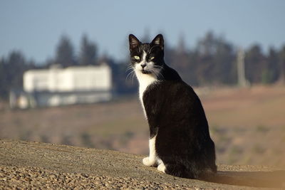 Cat sitting outdoors