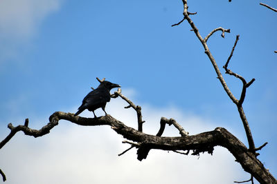 Low angle view of bird perching on branch against sky