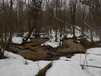 Tree trunk in forest