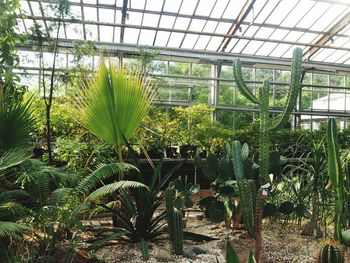 Plants growing in greenhouse