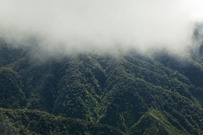 Scenic view of forest against sky during foggy weather