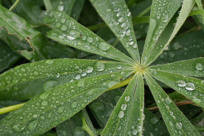 Close-up of wet plant leaves during rainy season