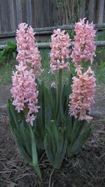 Close-up of pink flowers