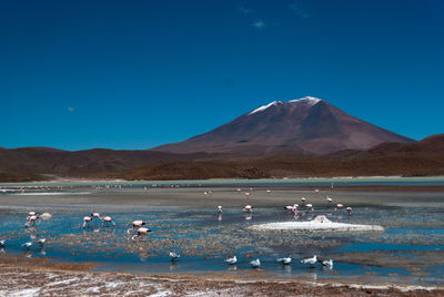 Flock of birds in lake against blue sky