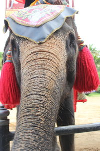 Close-up of elephant