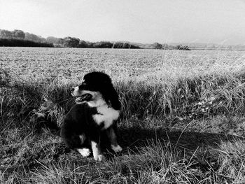 View of dog on beach