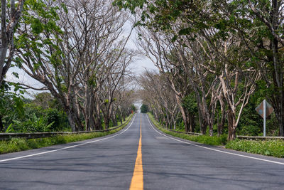Empty road along trees