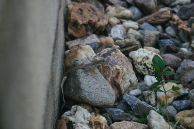 High angle view of lizard on stone