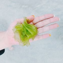 Close-up of woman holding seaweed