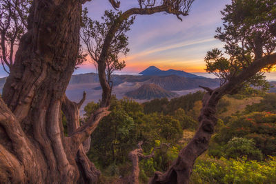 Scenic view of trees against sky during sunset