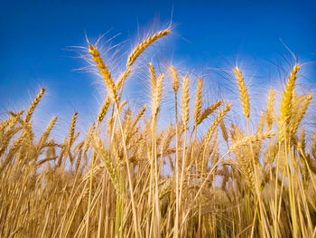 Close-up of wheat growing on field against blue sky