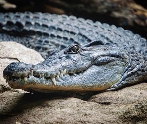 Close-up of crocodile on rock