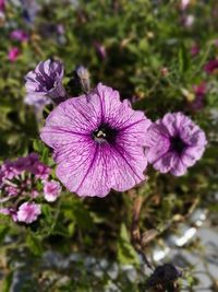 Close-up of pink flowers blooming outdoors