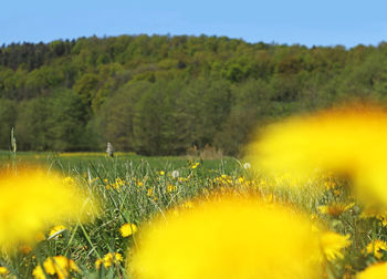 Yellow flowering plants on field against sky