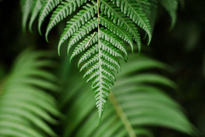 Close-up of fern plant