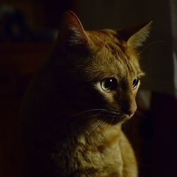 Close-up of a cat looking away