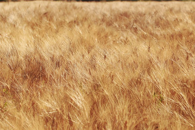 Full frame shot of wheat field