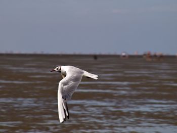 Seagull flying over white background