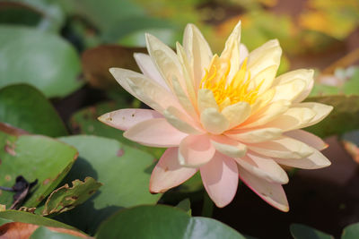 Close-up of white water lily