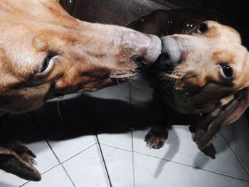 Close-up of dog lying on floor