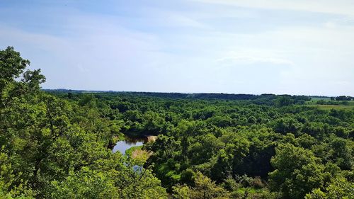 Scenic view of forest against sky