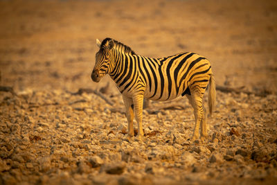 Plains zebra stands in rocky salt pan