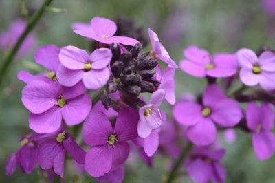 Close-up of pink flowers