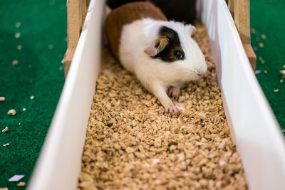 Close-up of guinea pig on stones