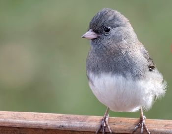 Close-up of bird perching outdoors