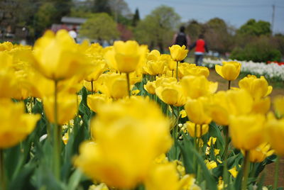 Close-up of yellow flowers blooming in field