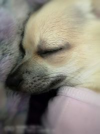 Close-up of a dog sleeping