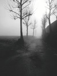 Trees on landscape against sky