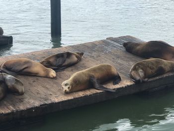 High angle view of sea lion