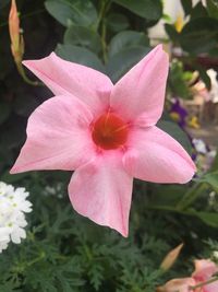 Close-up of pink hibiscus blooming outdoors