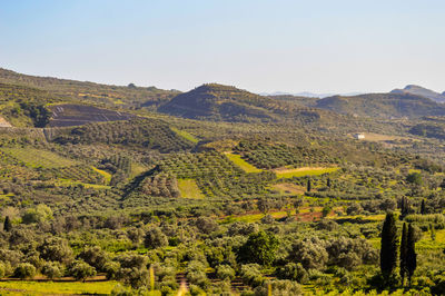 Plantation of olive trees in crete, the island of olive trees, as far as the eye can see, 