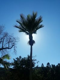 Low angle view of palm tree against blue sky