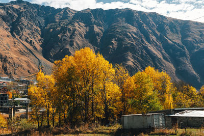 Scenic view of tree during autumn