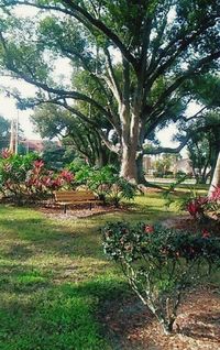 Trees growing in park