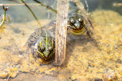 Close-up of frog in water