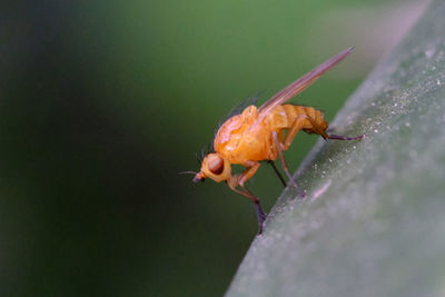 Close-up of insect on flower