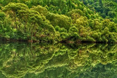 Scenic view of lake in forest