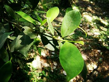 Close-up of fresh green plant in farm