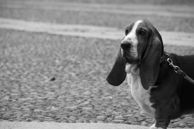 Basset hound on footpath