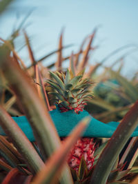 Close-up of pineapple growing on plant